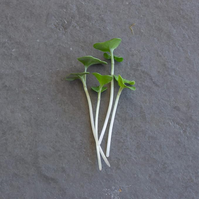 Broccoli Microgreens Seeds - 1 Oz ~1000 Seeds - High Germination, Premium Seed for Growing Broccoli Micro Greens - Non-GMO