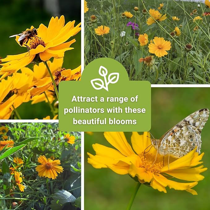 Sow Right Seeds - Dwarf Lance-Leaved Coreopsis Seeds for Planting - Non-GMO Heirloom Perennial Tickseed - Easy-to-Grow Flower for Butterflies & Bees - Sun-Loving Blooms for Gardens and Borders (2)