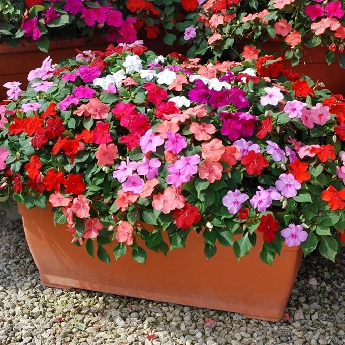 Mixed Impatiens Seeds for Planting - 500 Balsamina Balsam Camellia Impatiens Seeds Annual Flowers for Planting