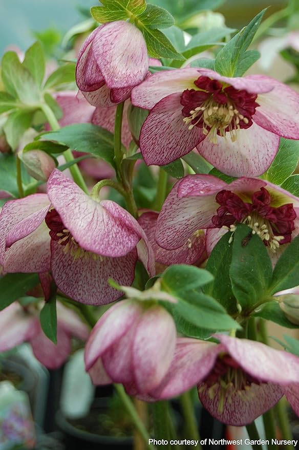 Perennial Farm Marketplace Helleborus x Winter Jewels 'Cherry Blossom' (Lenten Rose) Perennial, 1 Quart, Red Flowers