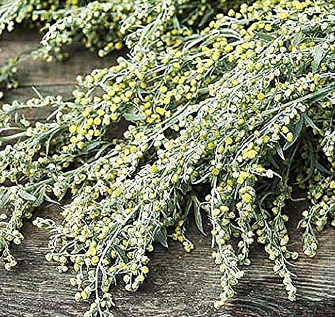 Absinthe Wormwood Seeds - Heirloom Herb - Used Medicinally, Believed to be a Digestive Aid - 200 Seeds