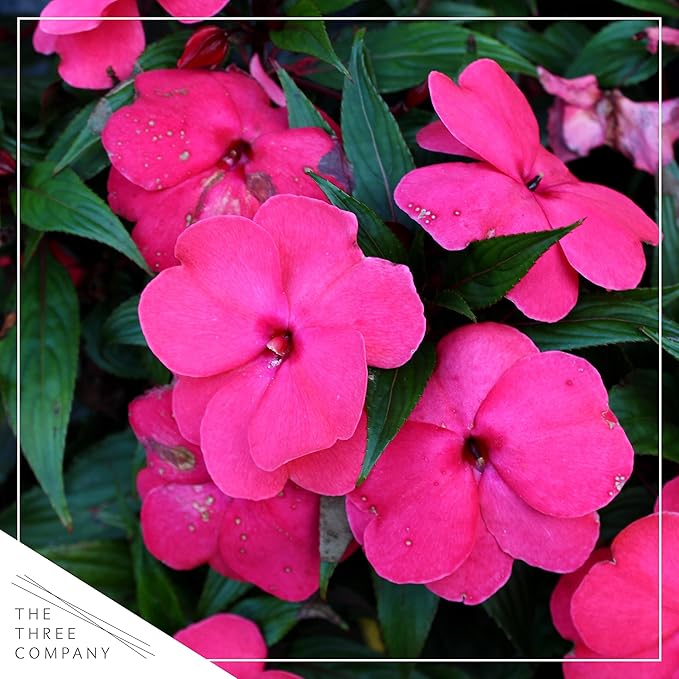 Live New Guinea Impatiens Plant - Shades of Pink (3 Plants Per Pack) - Beautiful Flowering Shade Flowers - 12" Tall by 5" Wide in 1 Qt Pot (Pack of 2)