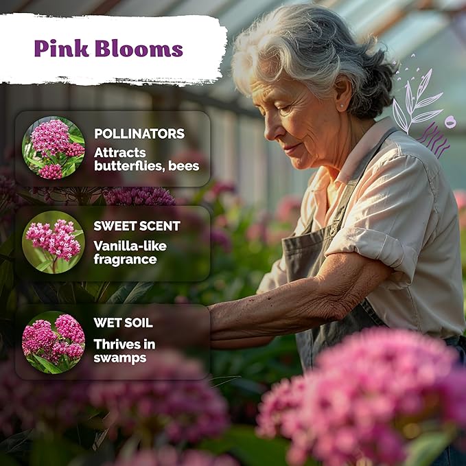 KVITER 150 Swamp Milkweed Seeds (Asclepias Incarnata) - Rose Milkweed, Heirloom, Perennial Wildflower, Pink Blooms, Butterfly and Honeybee Pollinator - Flower Seeds in Seed Packets for Outdoor Gardens