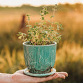 Sweet Marjoram Herb - 250 Seeds - Flavorful Perennial Herb, Non-GMO Marjoram Seeds for Planting in The Home Garden, Thresh Seed Company