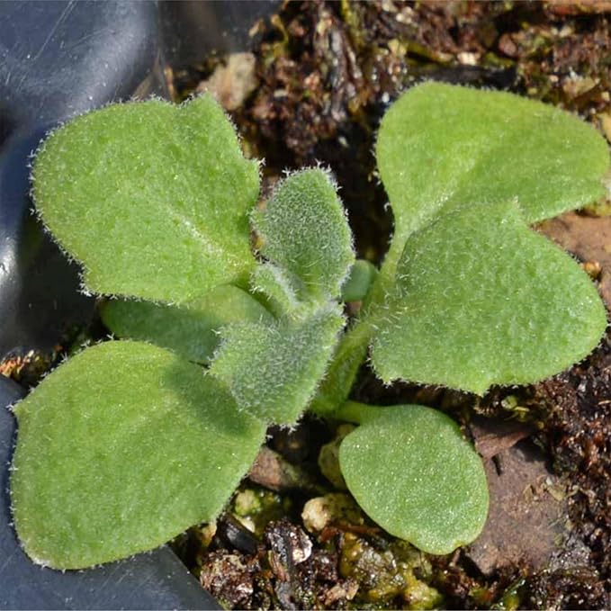 Seed Needs Purple Rockcress Seeds for Planting - Heirloom & Open Pollinated Perennial Flower Great for Rock Gardens, Groundcover, Attracts Pollinators (1 Pack)