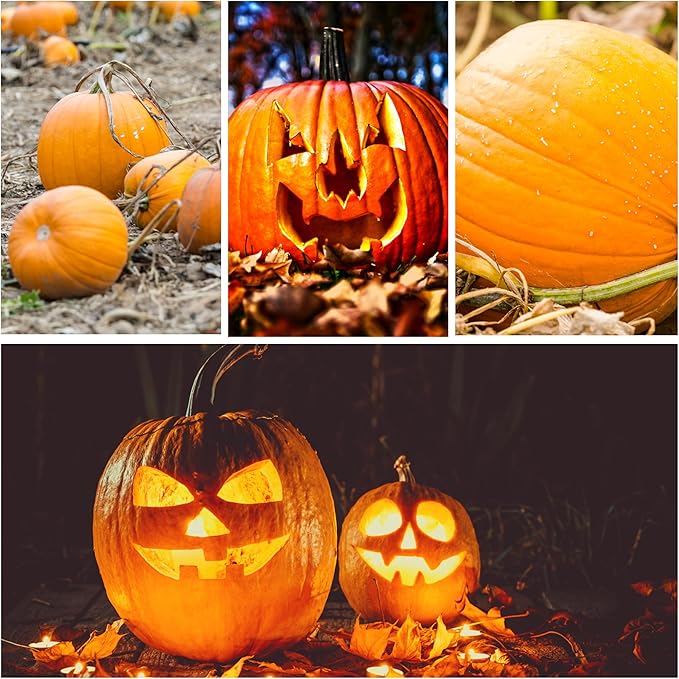 Seed Needs, Jack O' Lantern Pumpkin Seeds - 25 Heirloom Seeds for Planting Cucurbita Pepo - Non-GMO & Untreated, Great for Carving at Halloween (2 Packs)