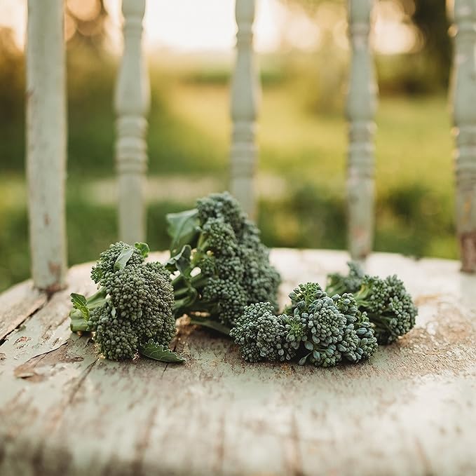 Di Cicco Broccoli (De Cicco)- 100 Seeds - Heirloom & Open-Pollinated Variety, USA-Grown, Non-GMO Vegetable Seeds for Planting Outdoors in The Home Garden, Thresh Seed Company