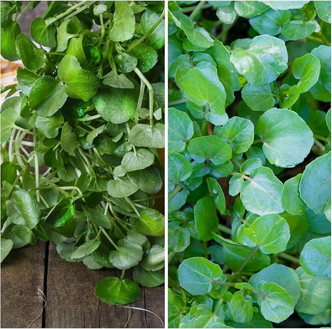Seed Needs Watercress Seeds for Planting Nasturtium officinale - Non-GMO Heirloom & Untreated - Plant Your own Home Grown Culinary Herb Garden Indoors or Outdoors (2 Packs)