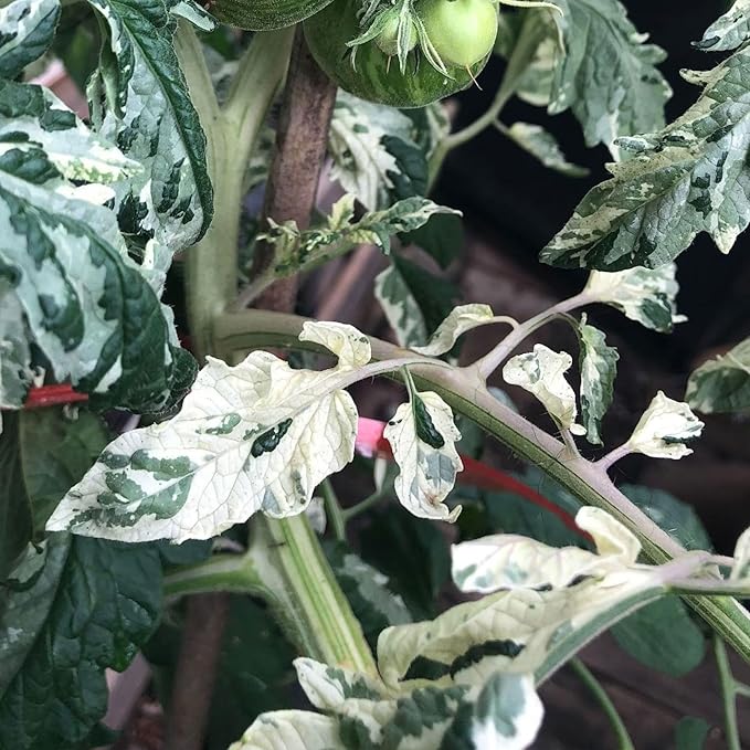 Variegated Tomato 0.25 Oz ~3,100 Seeds – Solanum lycopersicum – Non-GMO, Heirloom, Indeterminate – “Splash of Cream” – 90 Days – Salad Tomato for Garden, Greenhouse, or Container