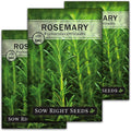 Sow Right Seeds - Rosemary Seed for Planting - Non-GMO Heirloom Packet with Instructions to Plant and Grow a Kitchen Herb Garden - Indoors or Outdoor - Tasty Culinary Herb, Super Fragrant (3)