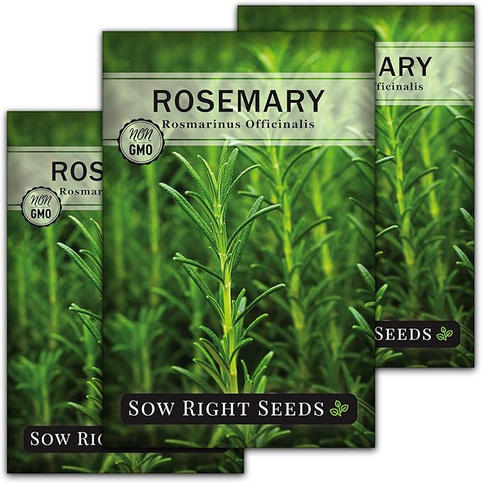 Sow Right Seeds - Rosemary Seed for Planting - Non-GMO Heirloom Packet with Instructions to Plant and Grow a Kitchen Herb Garden - Indoors or Outdoor - Tasty Culinary Herb, Super Fragrant (3)