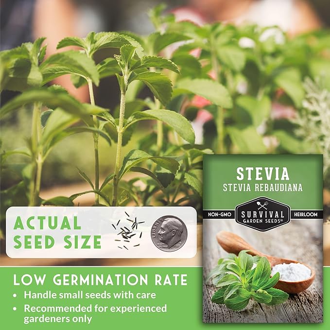 Stevia Seeds for Planting - Natural Sweet Herb Stevia rebaudiana with Sweet Leaves, Tender Perennial for Warm Climates or Indoor Growing, Non-GMO Heirloom - Survival Garden Seeds