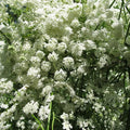 Anise Seed - 1 Oz - Approx 33,000 Seeds - Non-GMO, Heirloom - Culinary & Medicinal Herb Garden Seed - Pimpinella anisum