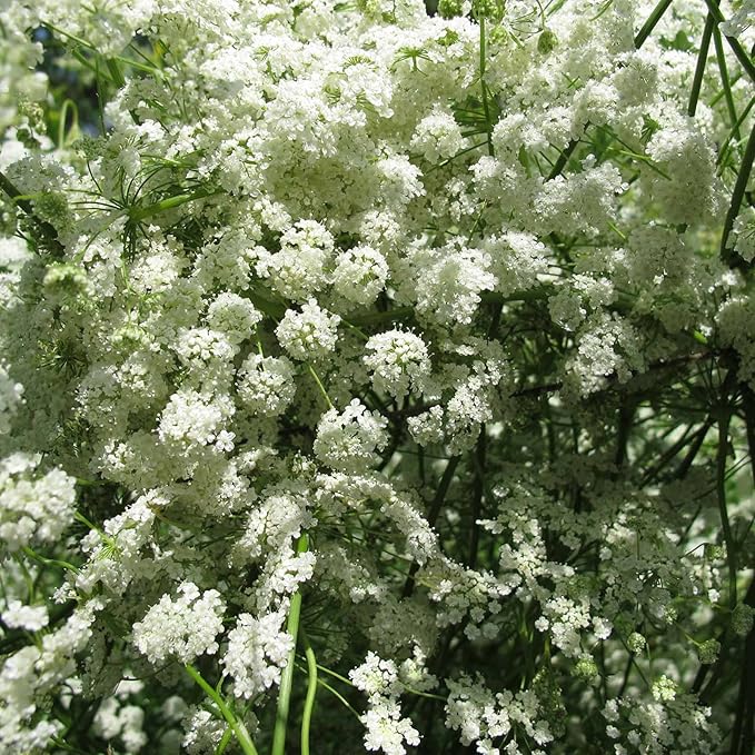 Anise Seed - 1 Lb Bulk - Non-GMO, Heirloom - Culinary & Medicinal Herb Garden Seed - Pimpinella anisum