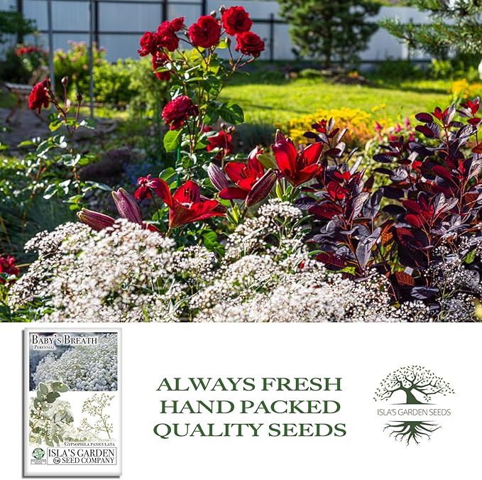 Perennial Baby’s Breath Seeds (Gypsophila) – 500+ Heirloom Non-GMO Seeds by Isla’s Garden Seeds, Delicate White Blooms, Perfect for Cut Flowers, Borders & Cottage Gardens