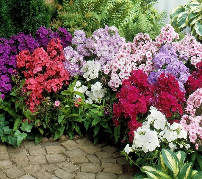 Phlox Drummondii Mix Seeds – Annual Flower (Phlox drummondii) | Heirloom, Non-GMO, Colorful Garden Bedding Flower