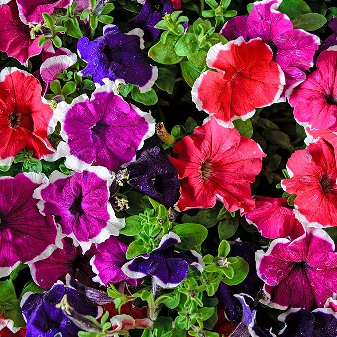 Petunia Hulahoop Series Mix ~100 Seeds – Pelleted Grandiflora Mix, 3" Bicolored Picotee Blooms, 98–105 Days, Annual for Zones 6-11, Easy Container Flower