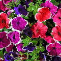 Petunia Hulahoop Series Mix ~100 Seeds – Pelleted Grandiflora Mix, 3" Bicolored Picotee Blooms, 98–105 Days, Annual for Zones 6-11, Easy Container Flower