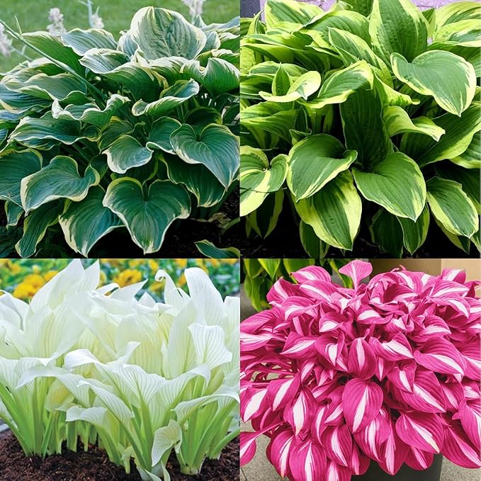 100pcs Hosta Plant Seeds, Mixed Colours Foliage | Perennial Shade-Loving Seeds for Garden and Landscape
