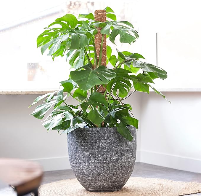 GROWNEER 42 Inch Moss Pole for Plants, 4 Pcs 15 Inch Stackable Coir Totem Support, Moss Sticks with 15pcs Labels and 78in Garden Ties, Monstera and Snake Plants Stake for Climbing Indoor