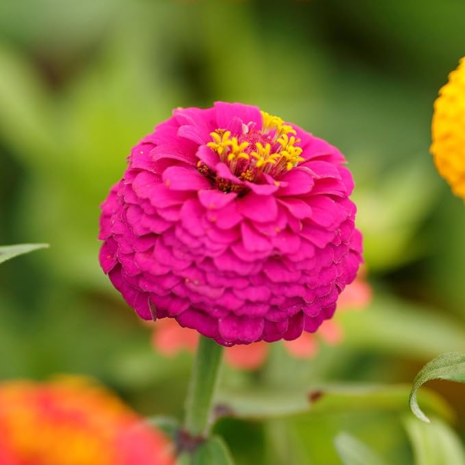 Eden Brothers Zinnia Seeds - Lilliput Mix, Non-GMO Seeds for Planting, 1/4 lb | Low-Maintenance Flower Seeds, Plant During Spring, Zones 3, 4, 5, 6, 7, 8, 9, 10