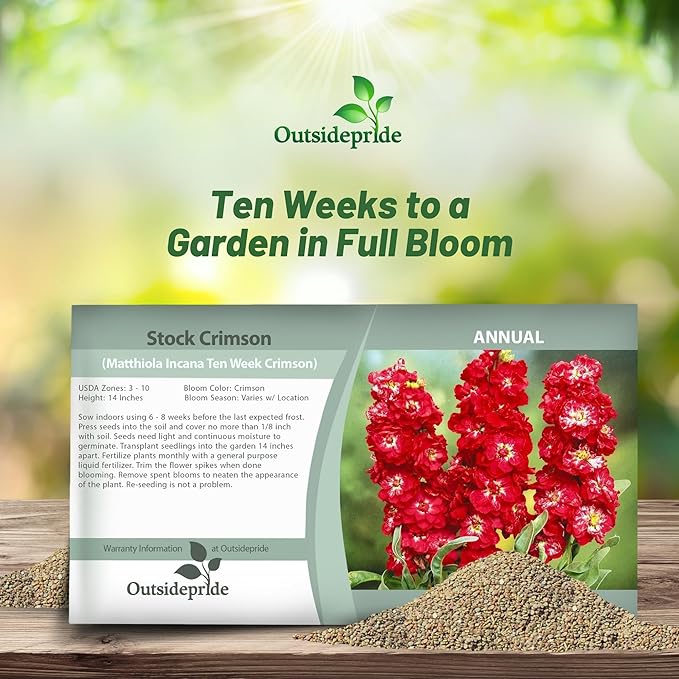 Outsidepride Ten Week Crimson Mattiola Stock Seeds - 1000 Pcs Annual Flower Seeds for Planting with Fragrant Blooms That Attract Pollinators, Compact Growth, for Cut Flower Arrangements & Containers