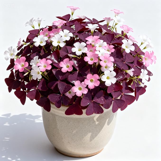10 Purple Shamrock Bulbs 10g Luck Oxalis Bulbs to Plant, Indoors Outside The Novice Gardener's Choice