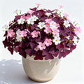10 Purple Shamrock Bulbs 10g Luck Oxalis Bulbs to Plant, Indoors Outside The Novice Gardener's Choice
