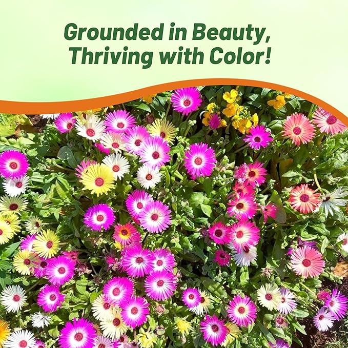 Outsidepride Mix Ice Plant Seeds - 5000 Pcs Perennial, Drought Tolerant Ground Cover Seeds for Planting Vibrant Trailing Blooms, Ideal for Sunny Gardens & Xeriscape Landscaping