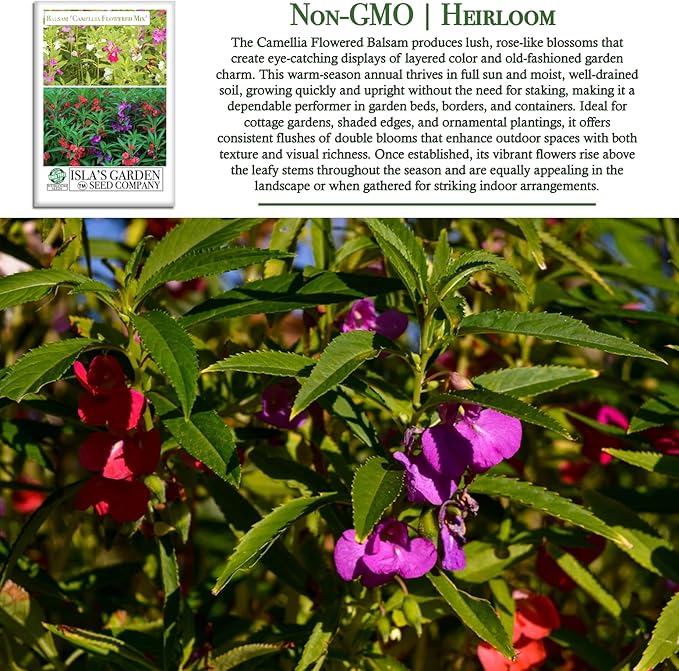'Camellia Flowered Mix' Balsam Flower Seeds for Planting, 100+ Seeds Per Packet, (Isla's Garden Seeds), Non GMO & Heirloom Seeds, Scientific Name: Impatiens balsamina, Great Home Garden Gift