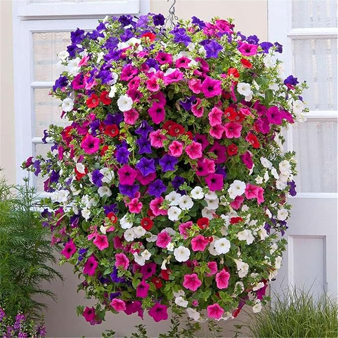 5200+ Petunia Seeds Grandiflora Flowers Mixed Rainbow Color for Bonsai Planting Home Garden House Plant Flower Seed Mix Color