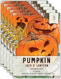Seed Needs, Jack O' Lantern Pumpkin Seeds - 25 Heirloom Seeds for Planting Cucurbita Pepo - Non-GMO & Untreated, Great for Carving at Halloween (5 Packs)