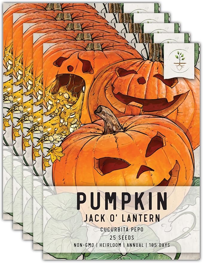 Seed Needs, Jack O' Lantern Pumpkin Seeds - 25 Heirloom Seeds for Planting Cucurbita Pepo - Non-GMO & Untreated, Great for Carving at Halloween (5 Packs)