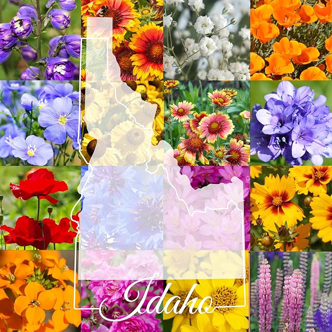 Idaho Wildflower Seed Mix, 1 lb Covers 3,200 sq ft, Multi-Color Blooms, Spring and Fall Planting (1/2 Pound)
