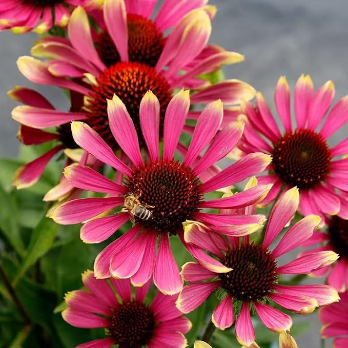 NYGardenia 100 Pink Coneflower Seeds – Non-GMO Heirloom Echinacea for Pollinator-Friendly Perennial Gardens