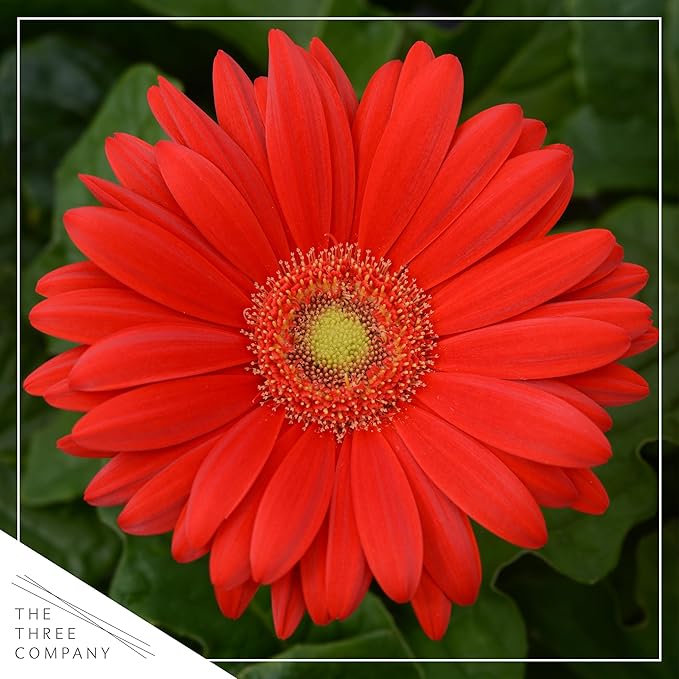 Live Flowering Gerbera Daisies - Red (2 Plants Per Pack) - Beautiful Spring Flowers - 12" Tall by 5" Wide in 1 Qt Pot