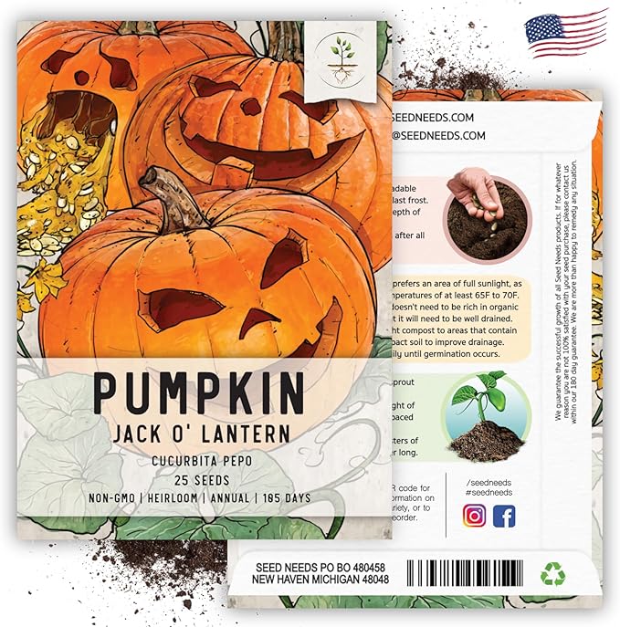 Seed Needs, Jack O' Lantern Pumpkin Seeds - 25 Heirloom Seeds for Planting Cucurbita Pepo - Non-GMO & Untreated, Great for Carving at Halloween (5 Packs)