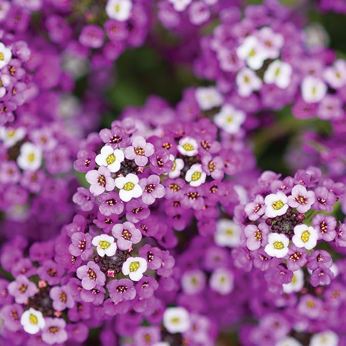 Burpee Royal Carpet Alyssum Seeds - Fragrant Purple Ground Cover