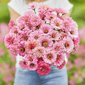 Eden Brothers Zinnia Seeds - Miss Willmott, Non-GMO Seeds for Planting, Packet | Low-Maintenance Flower Seeds, Plant During Spring, Zones 3, 4, 5, 6, 7, 8, 9, 10