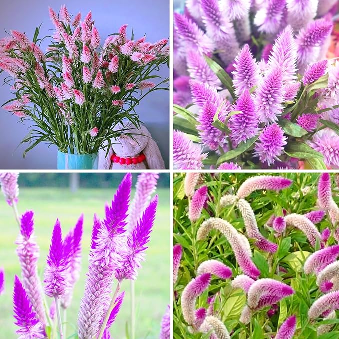 Mixrug Mix Plumed Cockscomb Seeds for Planting, 1000pcs Perennial Feather Cockscomb Flower Seeds Non-GMO Heirloom Rare Beauty Flowers Plants, Celosia Plumosa Plants Home Garden for Outdoors