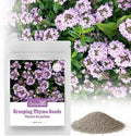 20000+ Creeping Thyme Seeds Ground Cover Plant, Perennial Thyme Flower Seeds for Planting Outdoor, Low Maintenance, Grown in The USA