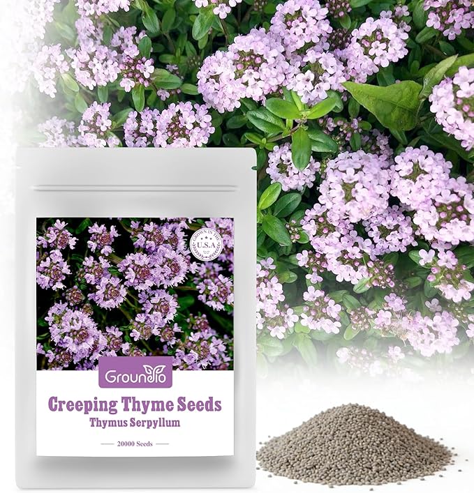20000+ Creeping Thyme Seeds Ground Cover Plant, Perennial Thyme Flower Seeds for Planting Outdoor, Low Maintenance, Grown in The USA