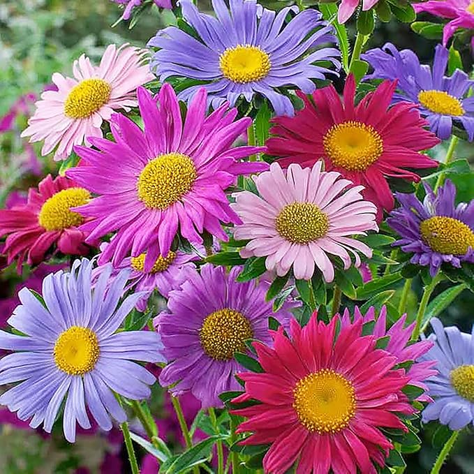 Powderpuff China Aster Mix Seeds - 1000 Seeds