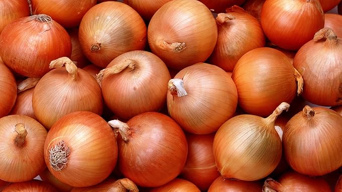 Seeds Vegetable Giant Onion Neutral Yellow Spicy Chalcedony for Planting Non GMO - 300 Seeds