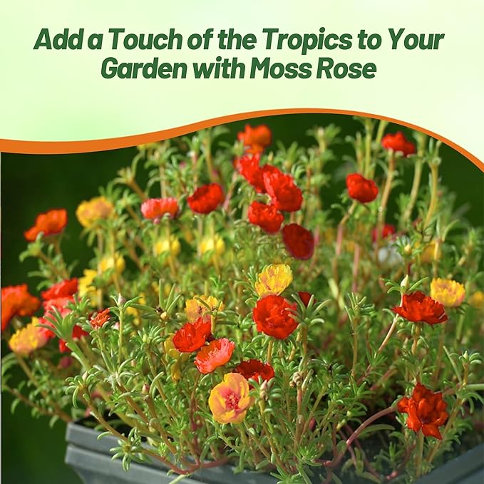Outsidepride Tropical Mixed Moss Rose Seeds - 500 Pcs Annual, Drought & Heat Tolerant, Pollinator Friendly Ground Cover Seeds for Planting w/Vibrant Blooms & Succulent Foliage, Ideal for Xeriscaping