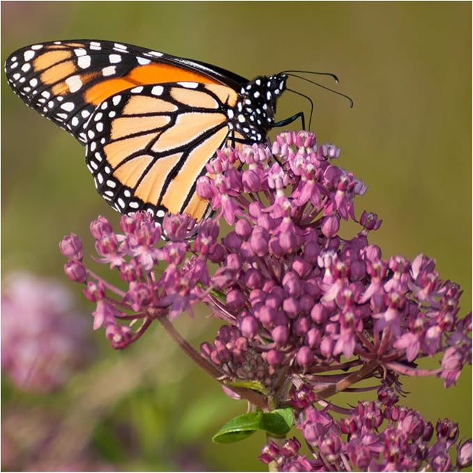 Seed Needs Milkweed Seeds for Planting Butterfly Orange/Swamp Pink Asclepias Flowers - Heirloom Wildflowers to Attract Monarch Butterflies to a Butterfly Garden