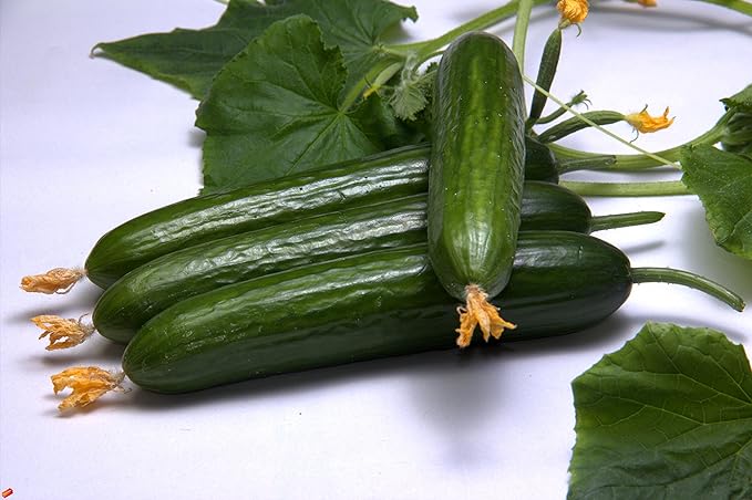 CEMEHA SEEDS Cucumber Emilia F1 Long Giant Vine Self-pollinated Vegetable Hybrid Non-GMO for Planting