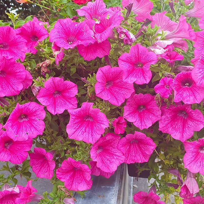 100 Petunia Seeds Easy to Grow Hanging Basket Flower for Planting Garden Home Garden Balcony Pink Flowers Seeds