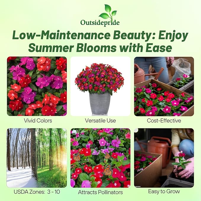 Outsidepride Pacifica XP Bold Mix Periwinkle Seeds for Planting – 100 Pcs Annual, Fast-Blooming, Heat & Drought Tolerant Vinca Flower Seeds with Vibrant Colors for Gardens, Beds & Containers