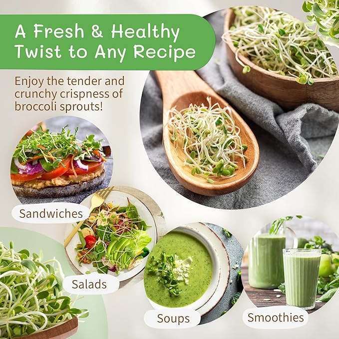 The Sprout House Broccoli Sprouting and Microgreen Seeds - Premium Organic Broccoli Sprouts, Non-GMO, High-Germination, Easy to Grow, Resealable Bag, Sulforaphane Rich Superfood,16oz
